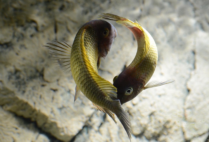 Tropheus moorii 'Musanga'